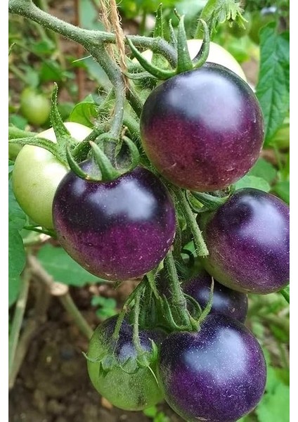 Domates Tohumu 20 Adet fırsatları