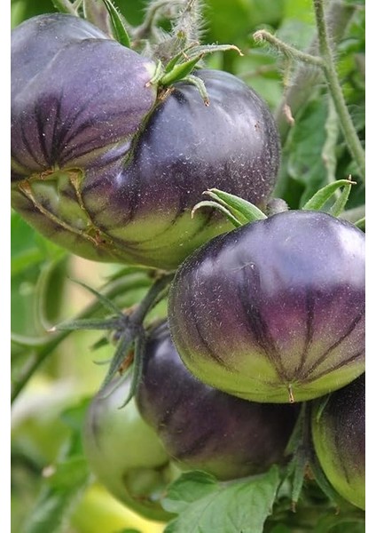 Domates Tohumu 20 Adet indirimleri