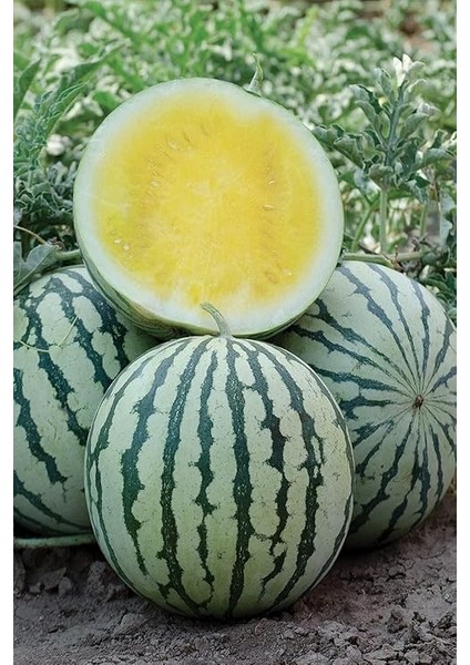 Dünyam Sarı Karpuz Tohumu 60 Adet modelleri