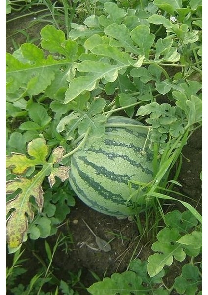 Dünyam Sarı Karpuz Tohumu 60 Adet fırsatları