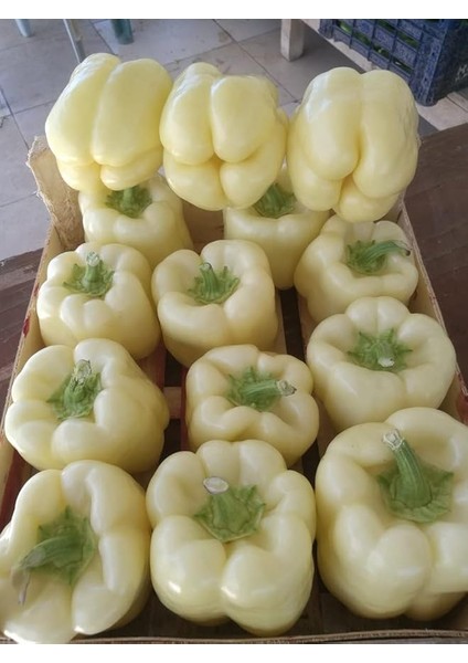 Garden Doğal Beyaz Dolma Biberi Tohumu 100 Ad. Tohum