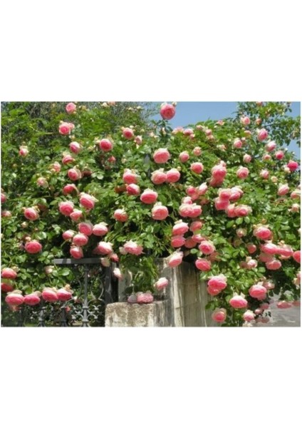 Look Yediveren Sarmaşık Gül Tohumu TH-1812557754