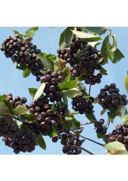 Tüplü Soğuğa Dayanıklı Her Bölgeye Uygun 3 Adet Aronya Fidanı (20-40 Cm) fiyatları