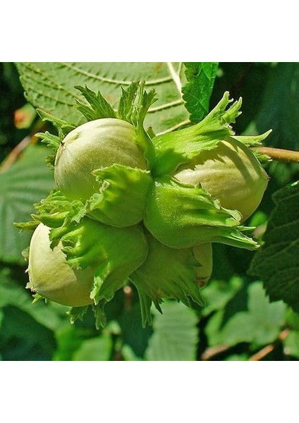 Tüplü Iri Meyveli Palaz Fındık Fidanı fiyatları