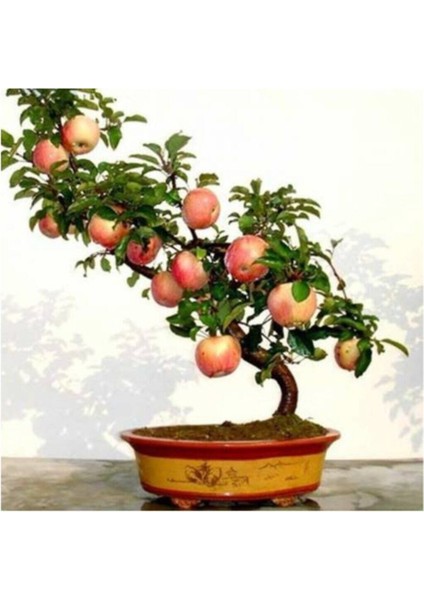 Bodur Elma Bonzai Ağacı Tohumu 5 Adet Tohum Bonsai Ağacı Tohumu fiyatları