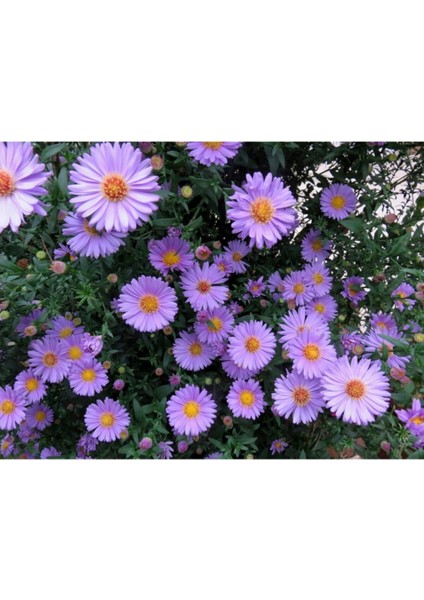 5 Adet Dilber Kirpiği Çiçeği Tohumu Çiçek Tohumu + Saksı Toprak