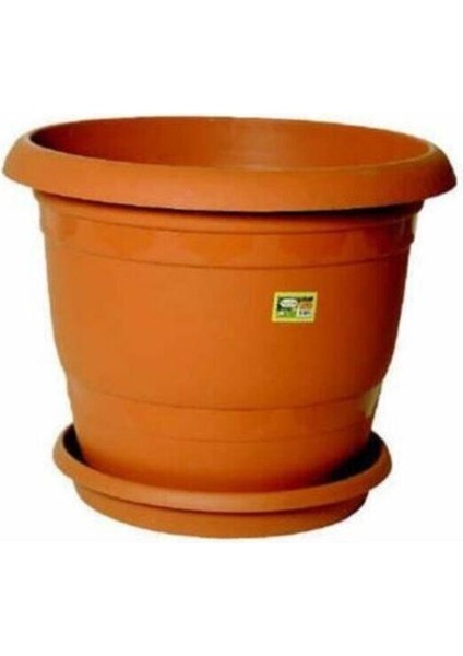 5 Adet Dilber Kirpiği Çiçeği Tohumu Çiçek Tohumu + Saksı Toprak modelleri