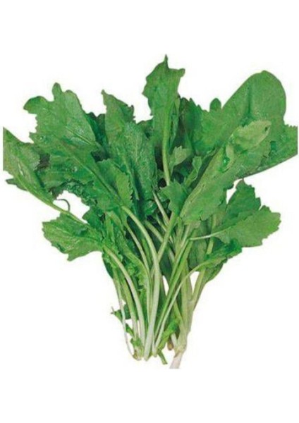 100 Adet Tohum Geleneksel Geniş Yaprak Tere Tohumu