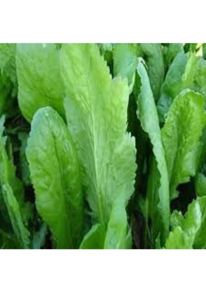 100 Adet Tohum Geleneksel Geniş Yaprak Tere Tohumu modelleri