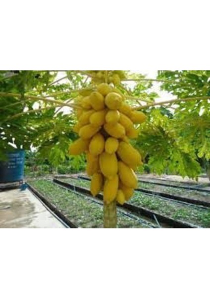 Papaya Ağacı Tohumu Ithal Tropikal Papaya Tohumu 3 Adet Tohum + Saksı Toprak fiyatları