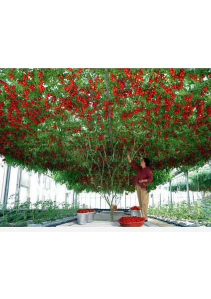 Italyan Domates Ağacı Tohumu Domates Tohumu 10 Adet Tohum