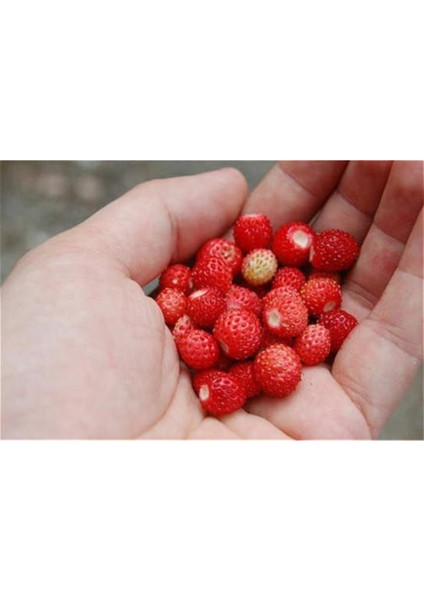 Nadir Dağ Çileği Tohumu 10 Adet Tohum Çilek Tohumu fiyatları