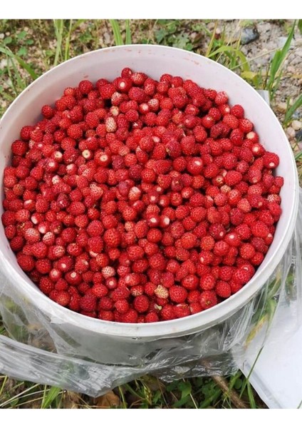 Nadir Dağ Çileği Tohumu 10 Adet Tohum Çilek Tohumu modelleri