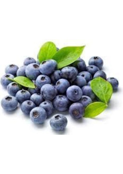 20 Adet Tohum Yaban Mersini Tohumu Blueberry Tohumu fiyatları