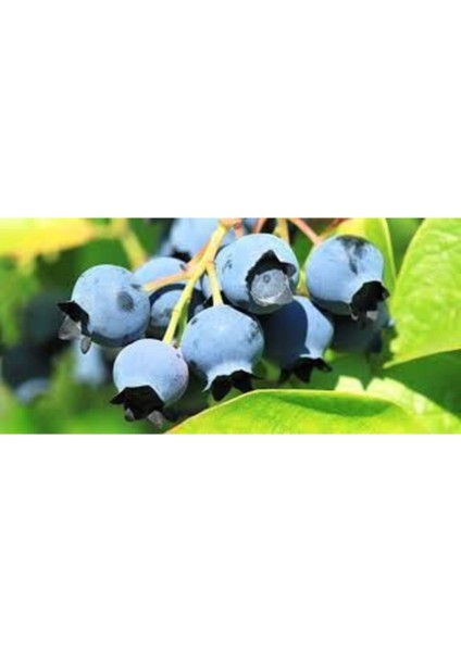 20 Adet Tohum Yaban Mersini Tohumu Blueberry Tohumu modelleri