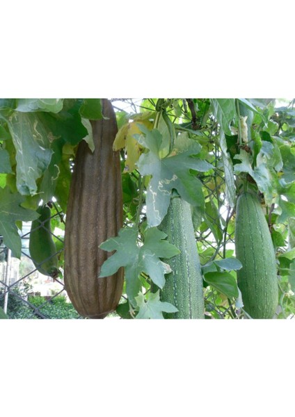 Lif Kabak Tohumu Kabak Tohumu Lif Kabağı Tohumu 10 Adet Tohum modelleri