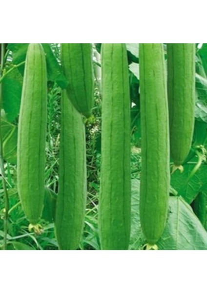 Lif Kabak Tohumu Kabak Tohumu Lif Kabağı Tohumu 10 Adet Tohum fırsatları