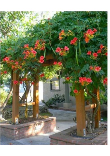 25 Adet Tohum Acem Borusu Ağacı Tohumu Sarmaşık Çiçek Tohumu