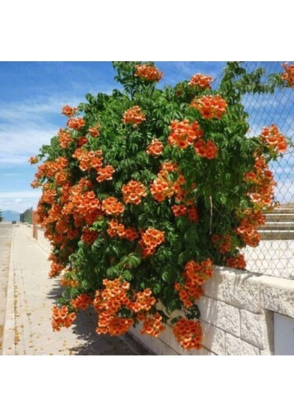 25 Adet Tohum Acem Borusu Ağacı Tohumu Sarmaşık Çiçek Tohumu fiyatları