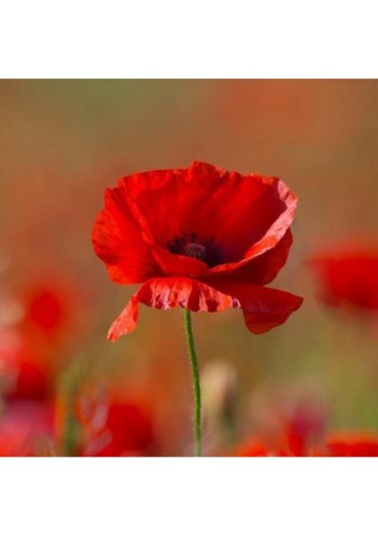 30 Adet Kırmızı Gelincik Çiçeği Tohumu + Saksı Toprak