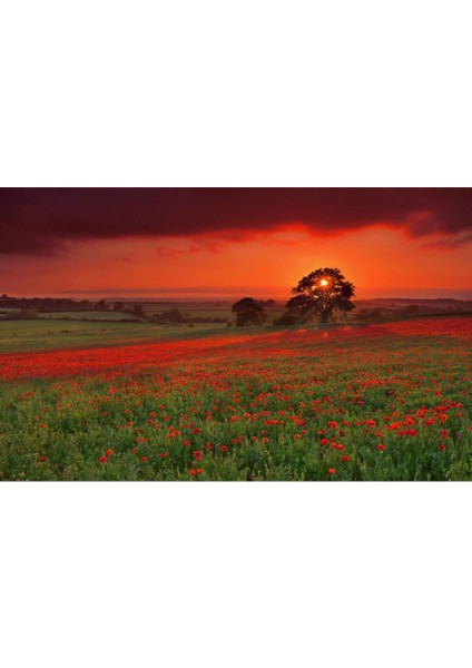 30 Adet Kırmızı Gelincik Çiçeği Tohumu + Saksı Toprak fiyatları