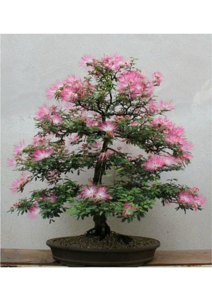 Gülibrişim Bonzai Ağacı Tohumu 5 Adet Bonsai Ağacı Tohumu