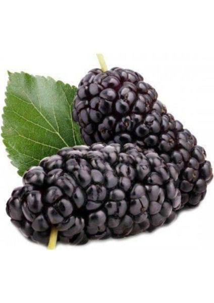 Kara Dut Bonzai Ağacı Tohumu 5 Adet Bonsai Ağacı Tohumu