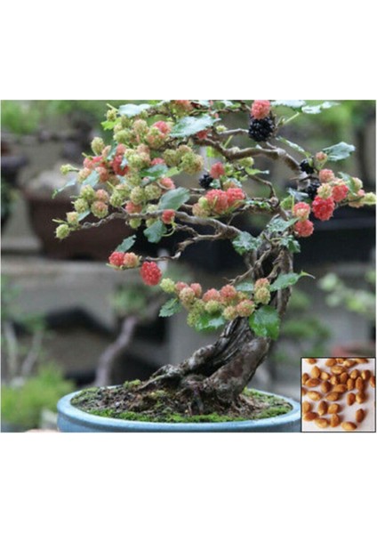 Kara Dut Bonzai Ağacı Tohumu 5 Adet Bonsai Ağacı Tohumu fiyatları