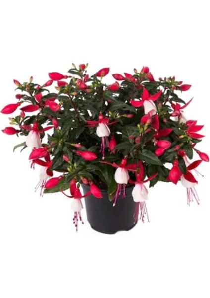 Karışık Küpeli Çiçeği Tohumu Çiçek Tohumu 5 Adet Tohum Saksı Toprak