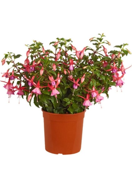 Karışık Küpeli Çiçeği Tohumu Çiçek Tohumu 5 Adet Tohum Saksı Toprak fiyatları