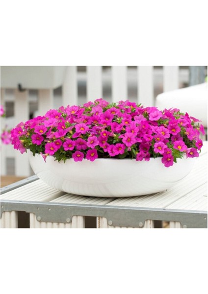 Karışık Petunya Çiçeği Ekim Seti 25 Adet Tohum Saksı Toprak Çiçek Tohumu