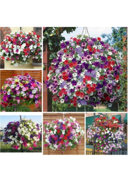 Karışık Petunya Çiçeği Ekim Seti 25 Adet Tohum Saksı Toprak Çiçek Tohumu modelleri