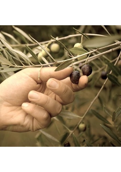 Marmarabirlik 340 gr Cam Zeytin Ezmesi Sade