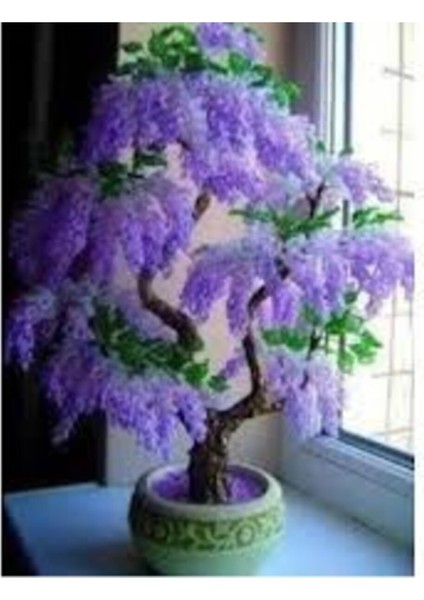 5 Adet Tohum Bodur Jakaranda Bonsai Ağacı Tohumu