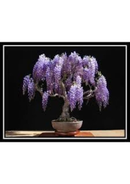 5 Adet Tohum Bodur Jakaranda Bonsai Ağacı Tohumu modelleri