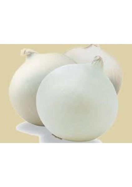 50 Adet Tohum Nadir Bulunan Beyaz Kışlık Kuru Soğan Tohumu Kuru Beyaz Soğan fiyatları