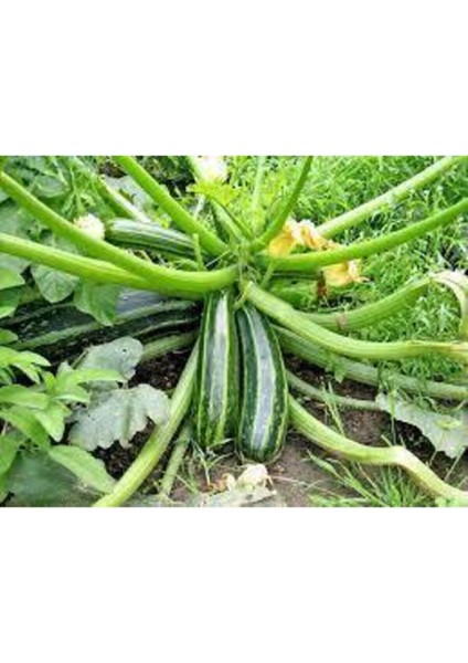 75 Adet Tohum Eko Paket Kara Kolsuz Kabak Tohumu Lezzetli Kabak Sürpriz fiyatları