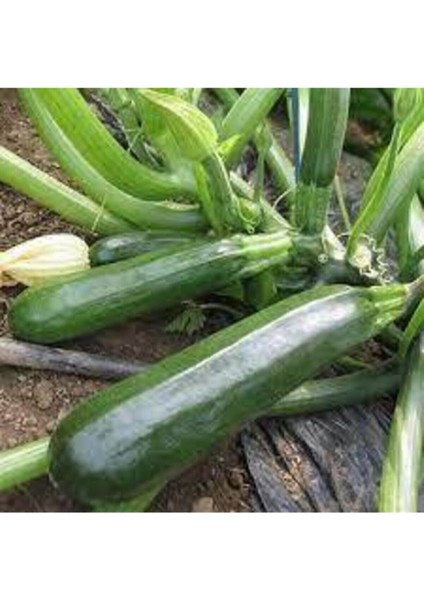 75 Adet Tohum Eko Paket Kara Kolsuz Kabak Tohumu Lezzetli Kabak Sürpriz modelleri