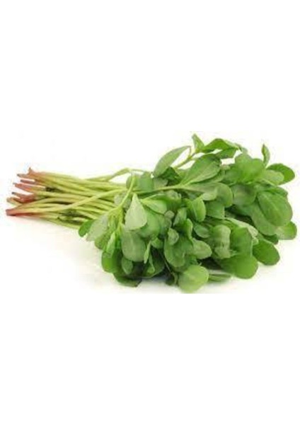 50 Adet Tohum Semiz Otu Tohumu Semizotu Tohumu