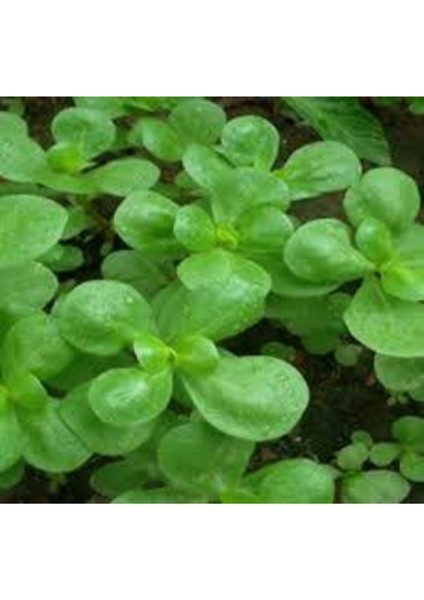 50 Adet Tohum Semiz Otu Tohumu Semizotu Tohumu fiyatları