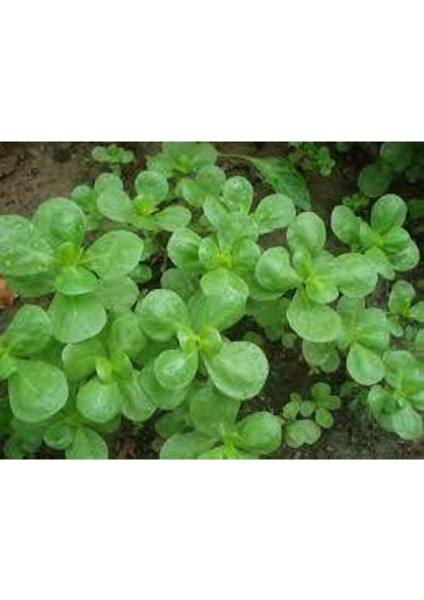 50 Adet Tohum Semiz Otu Tohumu Semizotu Tohumu modelleri