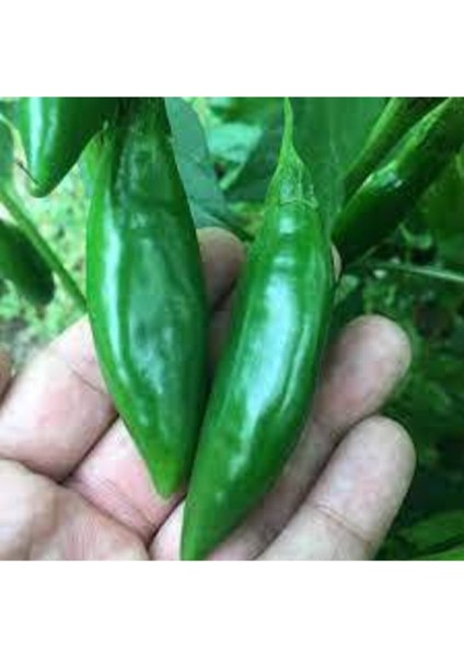 10 Adet Balık Biberi Tohumu fiyatları