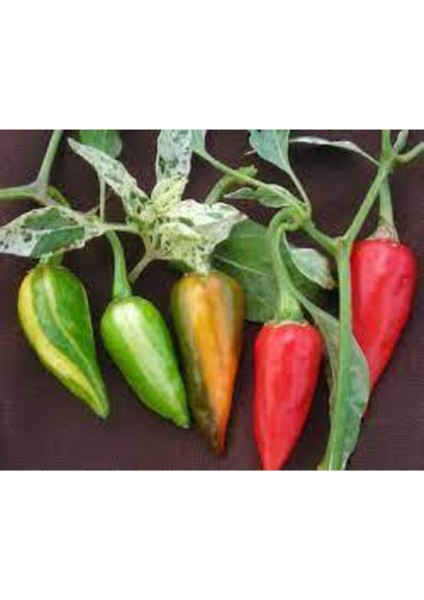 10 Adet Balık Biberi Tohumu modelleri