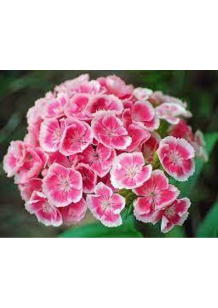 10 Adet Karışık Hüsnü Yusuf Çiçek Tohumu