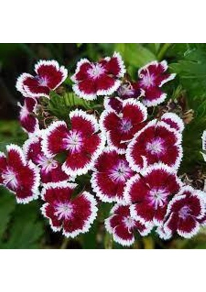 10 Adet Karışık Hüsnü Yusuf Çiçek Tohumu fiyatları