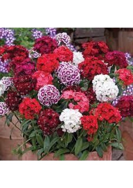 10 Adet Karışık Hüsnü Yusuf Çiçek Tohumu modelleri