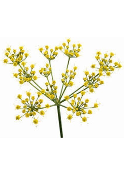 20 Adet Tohum Rezene Çiçeği Tohumu Sarı Rezene Tohumu