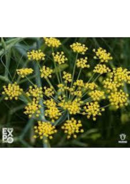 20 Adet Tohum Rezene Çiçeği Tohumu Sarı Rezene Tohumu fiyatları