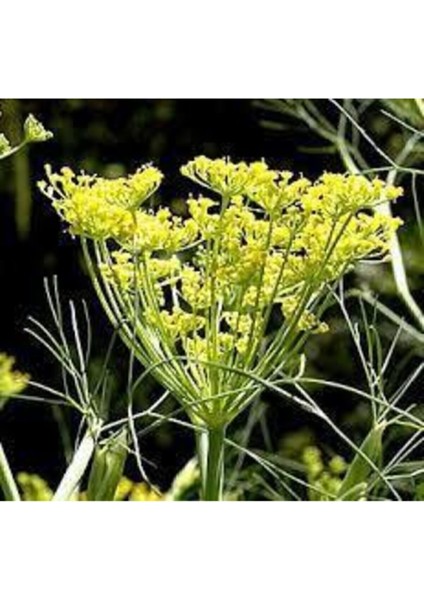 20 Adet Tohum Rezene Çiçeği Tohumu Sarı Rezene Tohumu modelleri