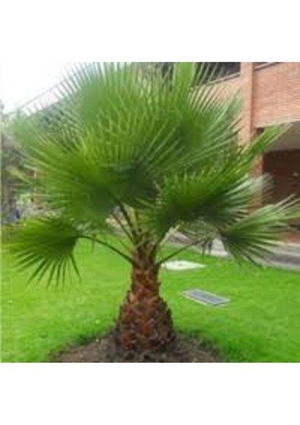 Sikas Palmiye Ağacı Tohumu 2 Adet fiyatları
